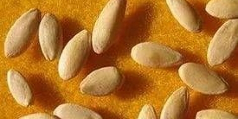 Kako posaditi sjeme krastavca u zemlju